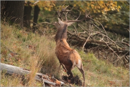 <p>JELEN LESNÍ (Cervus elaphus) Lužické hory - Studenec /Red deer - Rothirsch/</p>